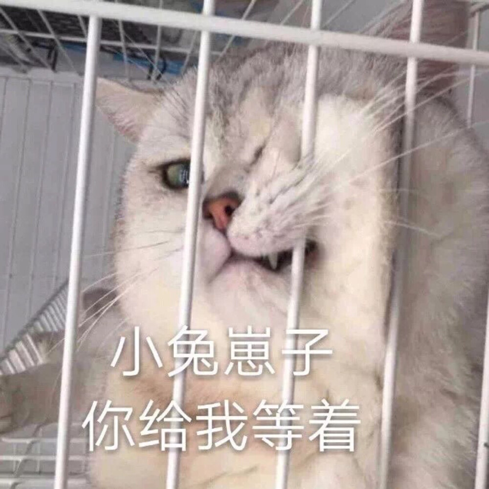 萌宠 动漫 可爱 头像