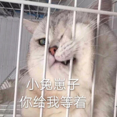 萌宠 动漫 可爱 头像