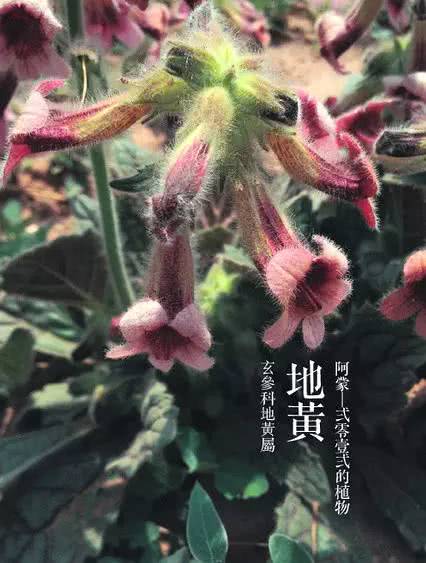 花花