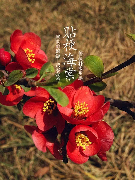 花花