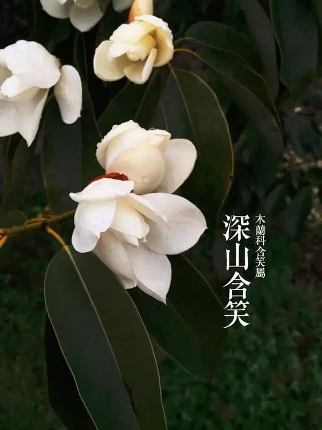 花花