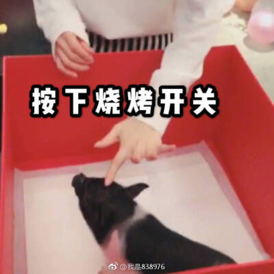 #宋茜喜提香猪# 女星在线直播抱猪第一人哈哈哈哈哈哈哈，笑到头掉 宋茜和猪承包了我新一年的表情包。无从下手的在线抱猪，宋茜还被吓到，看一次笑一次，双方都在害怕中不断试探…