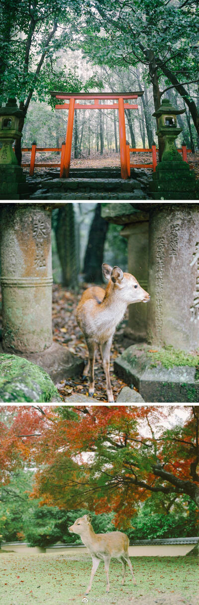 「秋日幻想曲」
/
日本的秋天，充满静谧的美
/
马上又到红叶季节了，这是一份秋日的合辑
摄影@米果MiG
#日本旅拍# #东京旅拍# #东京约拍# ​