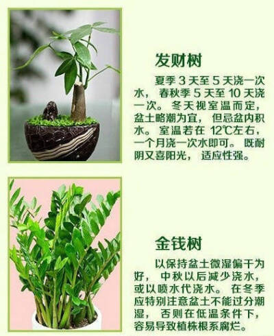 18种常见家养绿植的正确浇水方法！