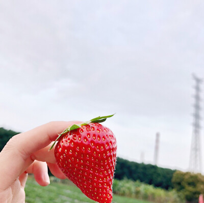 今天去摘草莓了