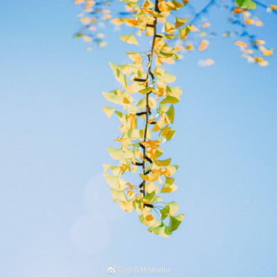 四季的蓝
摄影:@小森林Studio