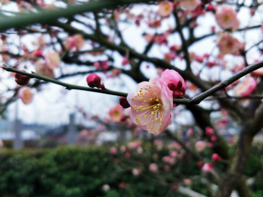 梅花