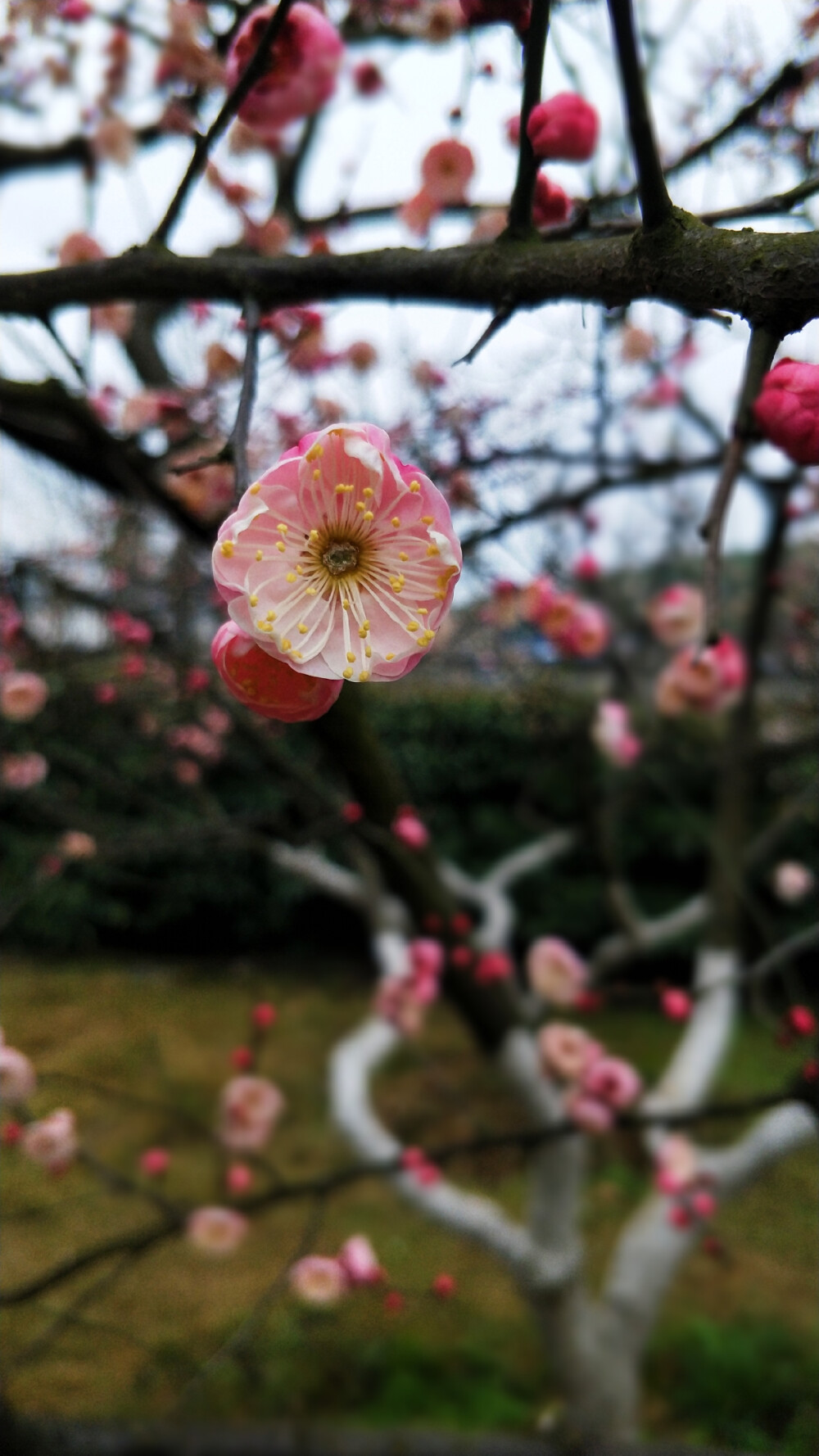 梅花