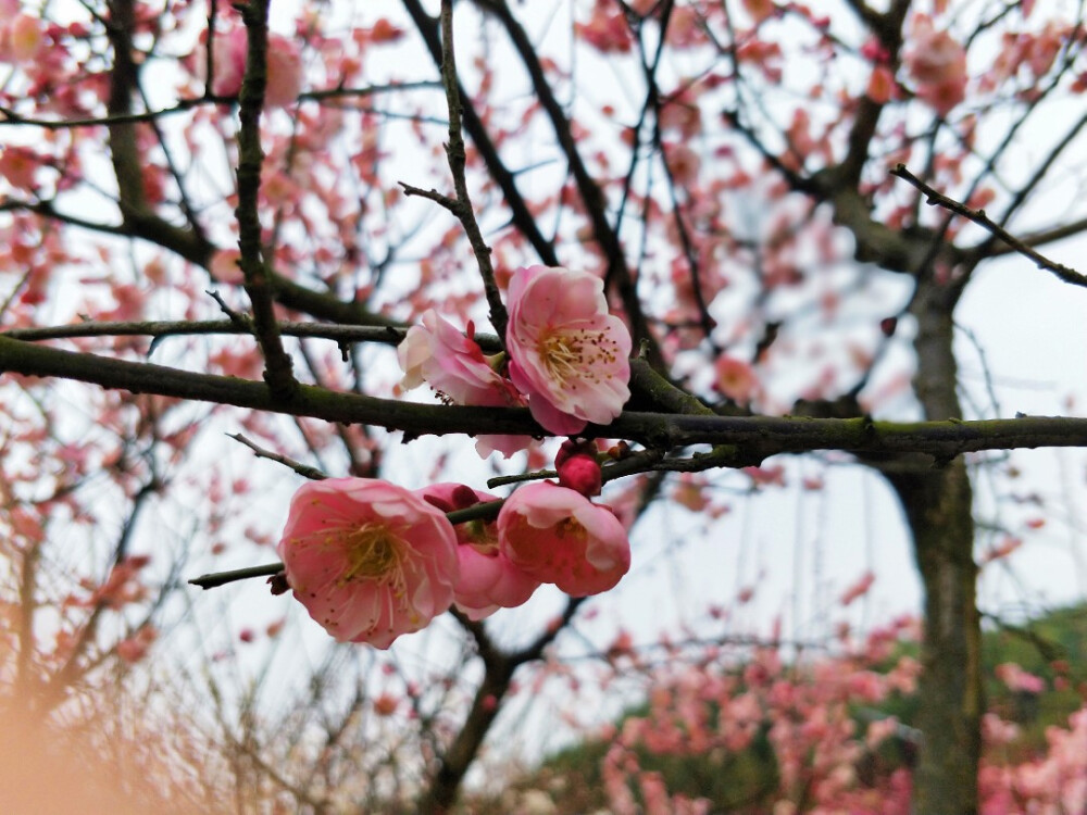 梅花