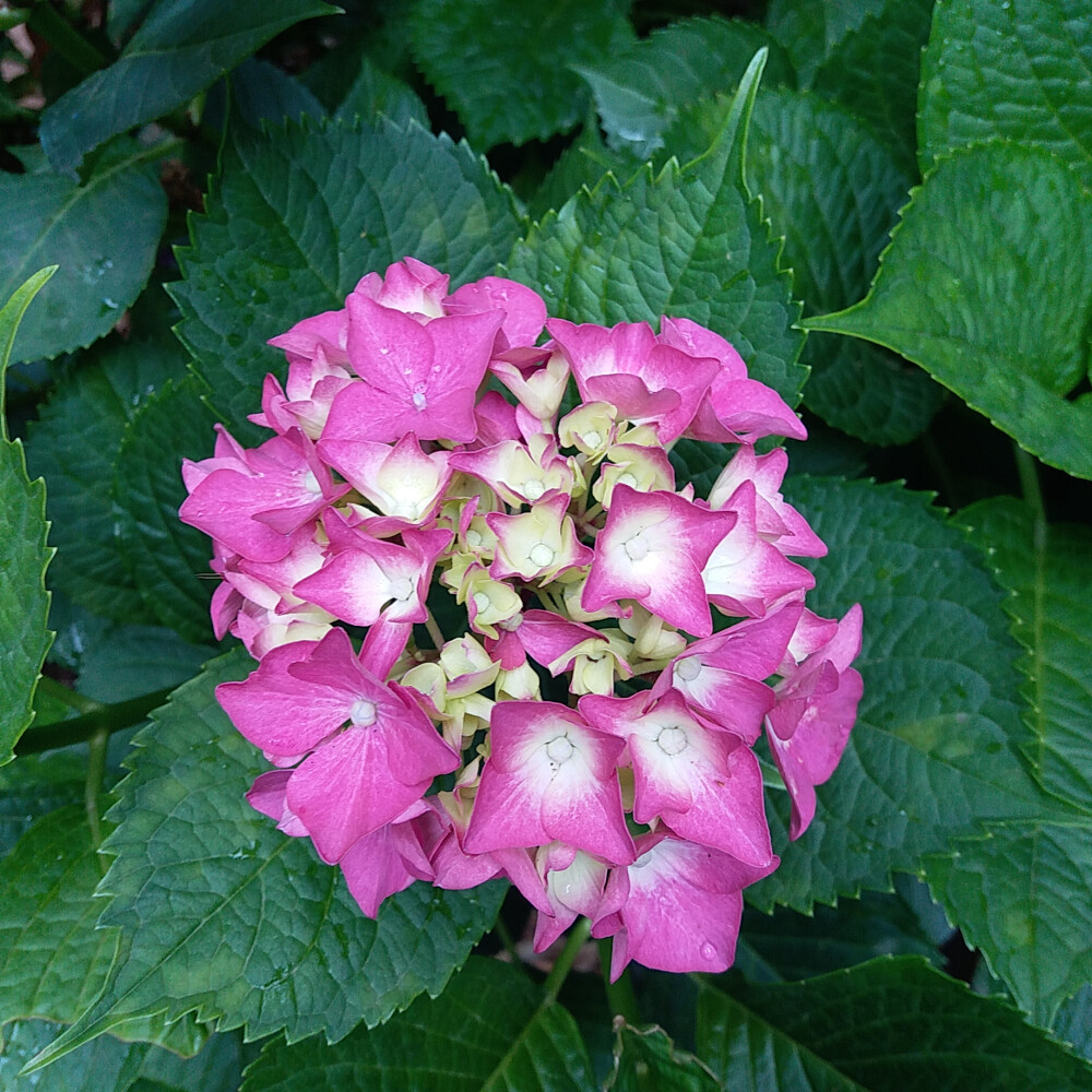 无尽夏，绣球花，八仙花，花海