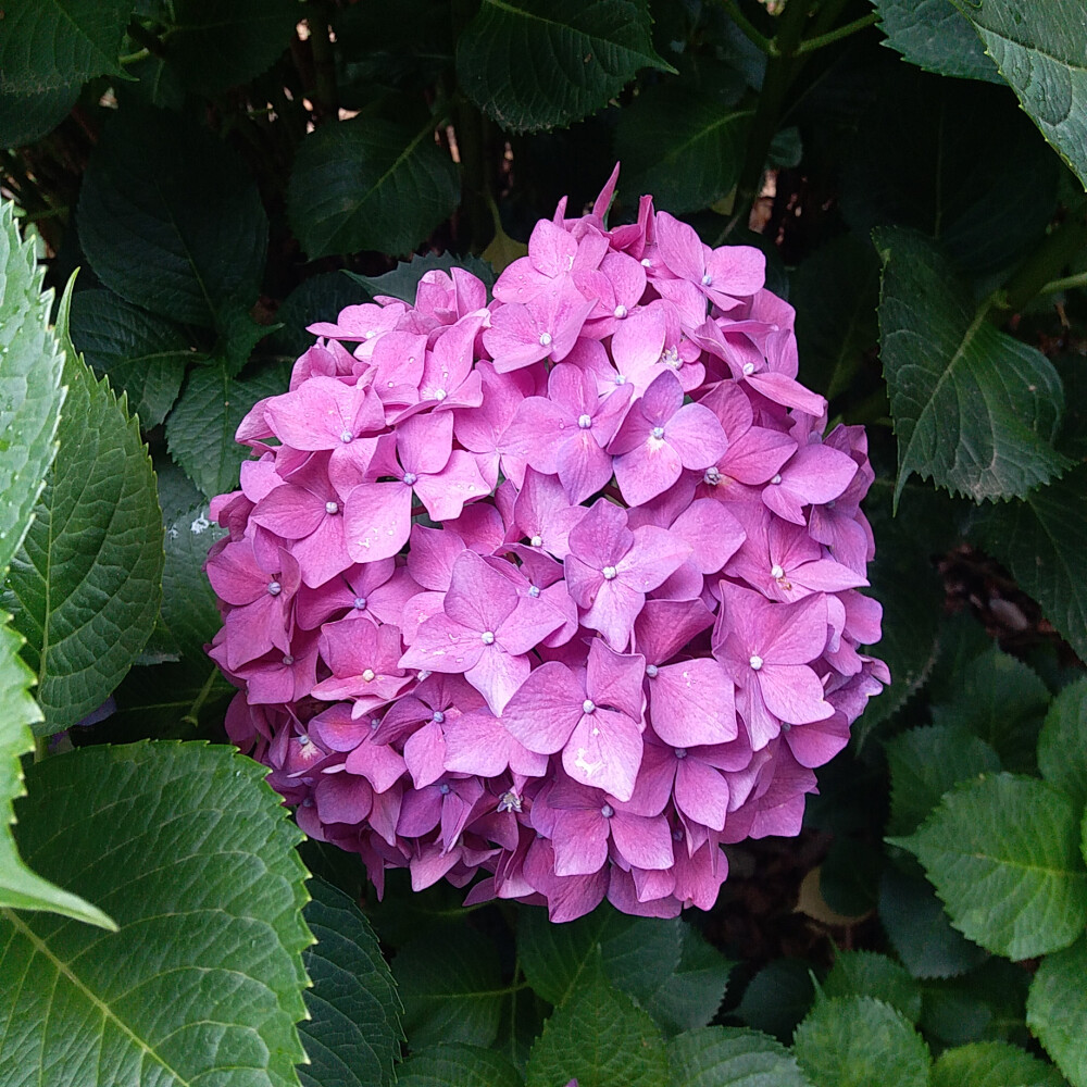 无尽夏，绣球花，八仙花，花海