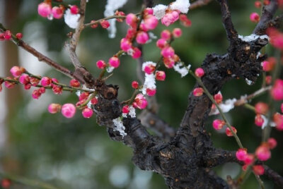 楼畔花枝拂槛红，露天香动满帘风。