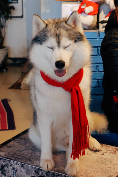 自己拍的二哈们