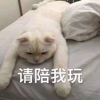 猫表情包