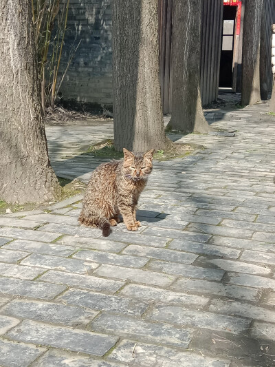 溱湖湿地公园里的小猫~