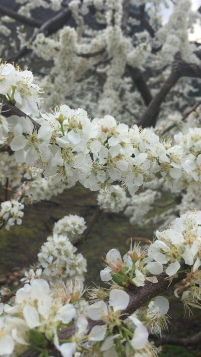 李花 壁纸