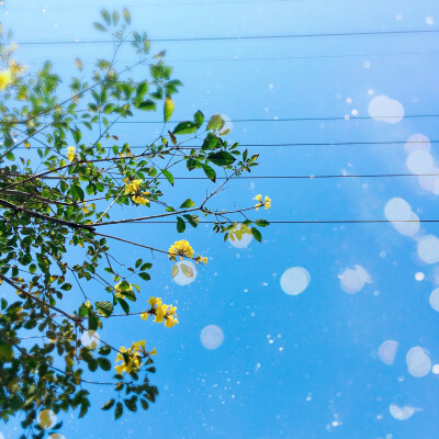 黄花风铃木花开