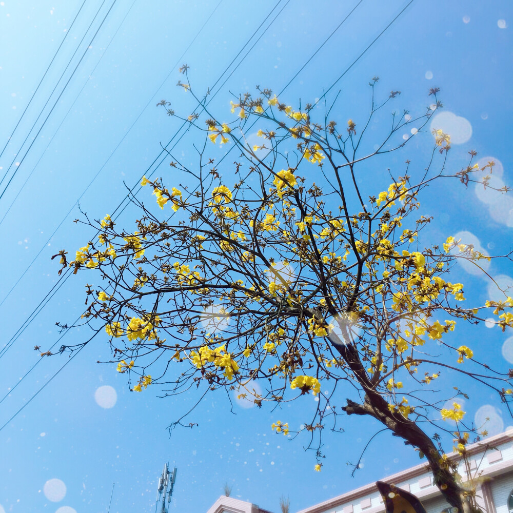 黄花风铃木花开