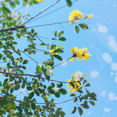 黄花风铃木花开