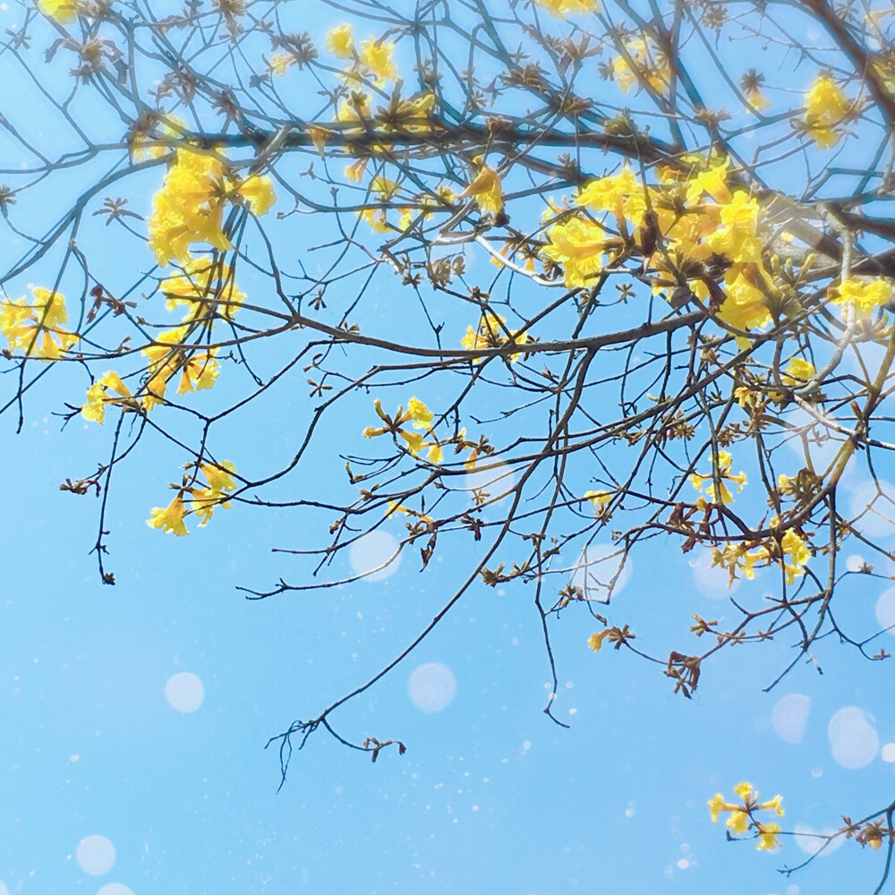 黄花风铃木花开