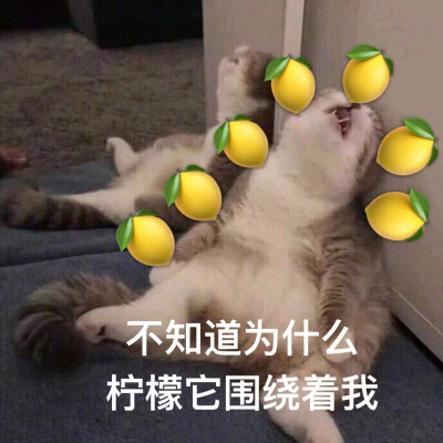 #柠檬精必备#一波沙雕猫猫柠檬精表情包，点赞收图！