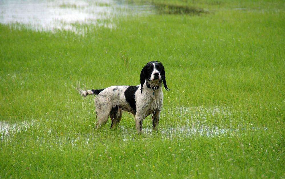 威尔士史宾格犬(威尔斯激飞猎犬)