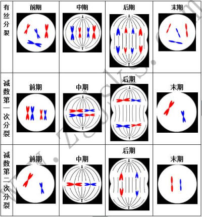 减数分裂图