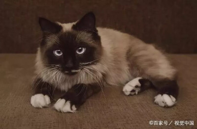 猫咪