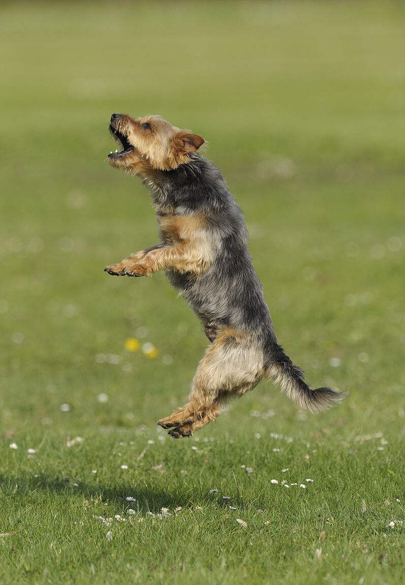 澳洲梗 - 堆糖,美图壁纸兴趣社区