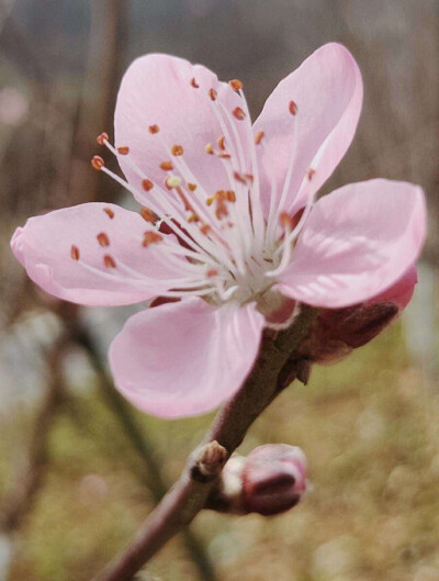 桃花