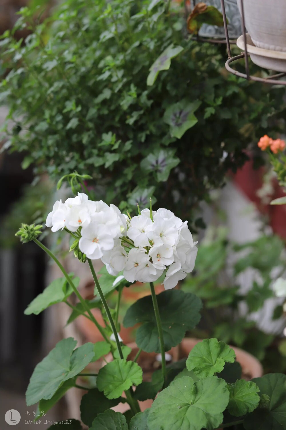 花开半夏琉璃殇，雨落倾城夏未凉。寂寞帘笼空笔赋，泪湿经纶难如梦。
