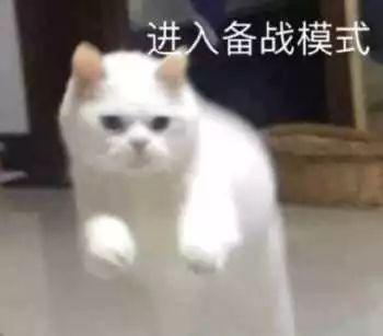 备战，猫表情