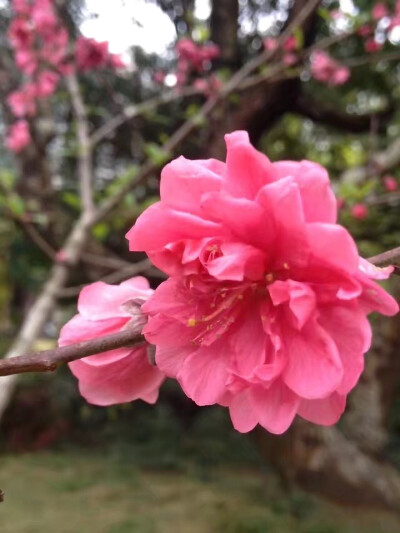 桃花朵朵开，桃花小耳钉