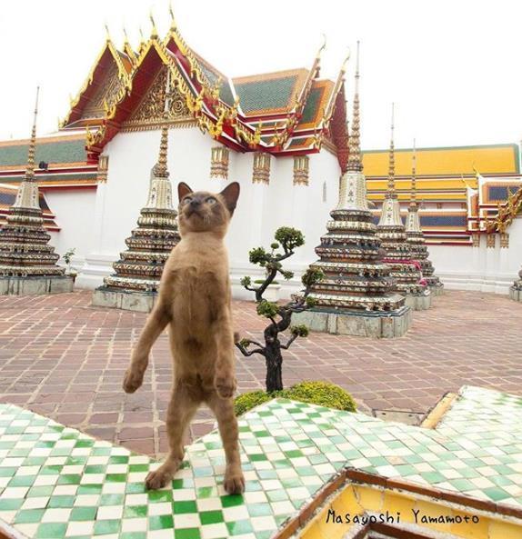 岛国摄影师山本正义新出了一本写真集《站立猫》，里面收录了不少站立的猫跟日常生活的图片，看着心情都变好了呢~ins:tachineko.ym