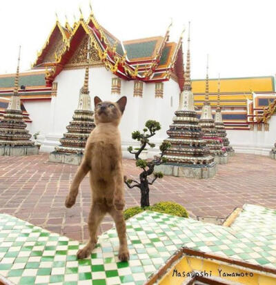 岛国摄影师山本正义新出了一本写真集《站立猫》，里面收录了不少站立的猫跟日常生活的图片，看着心情都变好了呢~ins:tachineko.ym