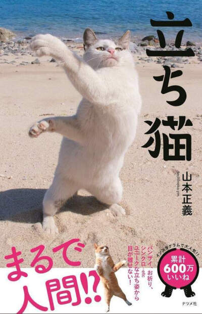 岛国摄影师山本正义新出了一本写真集《站立猫》，里面收录了不少站立的猫跟日常生活的图片，看着心情都变好了呢~ins:tachineko.ym