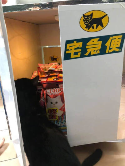 网友给猫咪打造了一台专属宅急便猫车，太酷了！！by/FB/黃培華