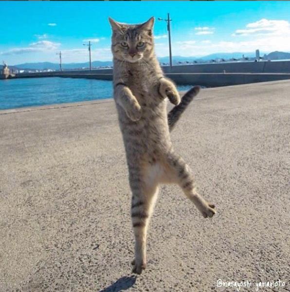 岛国摄影师山本正义新出了一本写真集《站立猫》，里面收录了不少站立的猫跟日常生活的图片，看着心情都变好了呢~ins:tachineko.ym
