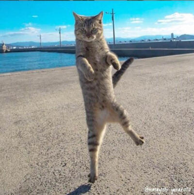 岛国摄影师山本正义新出了一本写真集《站立猫》，里面收录了不少站立的猫跟日常生活的图片，看着心情都变好了呢~ins:tachineko.ym