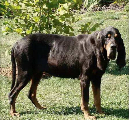 黑褐猎浣熊犬