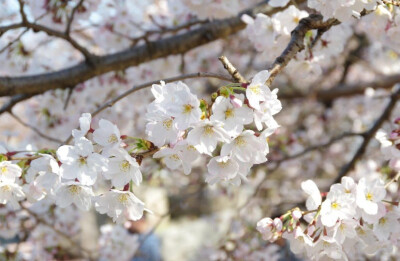 「二十四番花信风」从小寒到谷雨这8个节气里共有24候。人们在24候每一候内开花的植物中，挑选一种花期最准确的植物为代表，叫做这一候中的花信风。
小寒：一候梅花、二候山茶、三候水仙；
大寒：一候瑞香、二候兰…