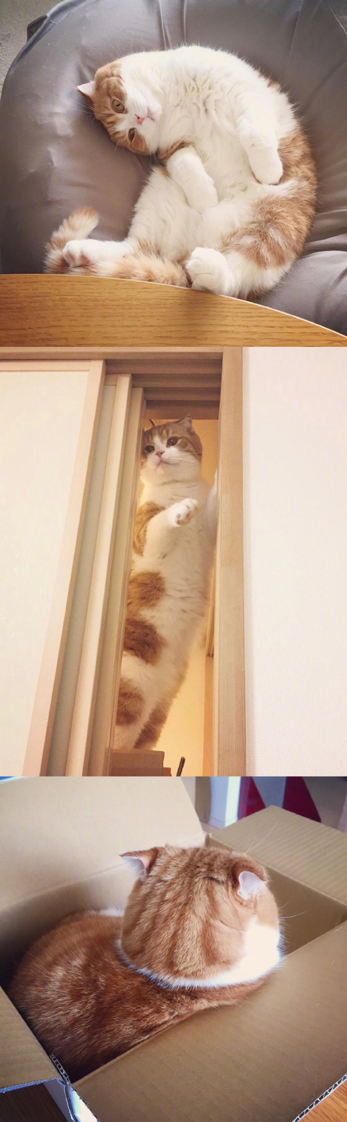 大橘为重 Maru酱