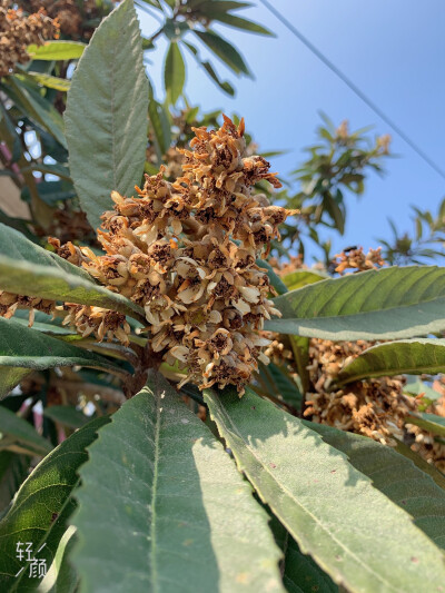 在冬天开花的枇杷，也叫款冬花。
夏首荐枇杷，还要等待很久吧。