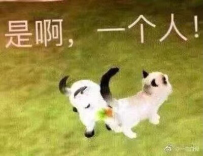 表情包