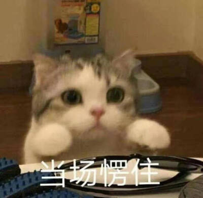 猫片吸不吸