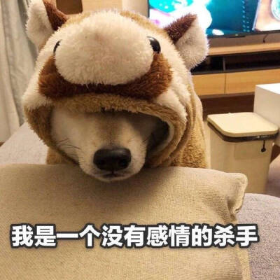 狗狗