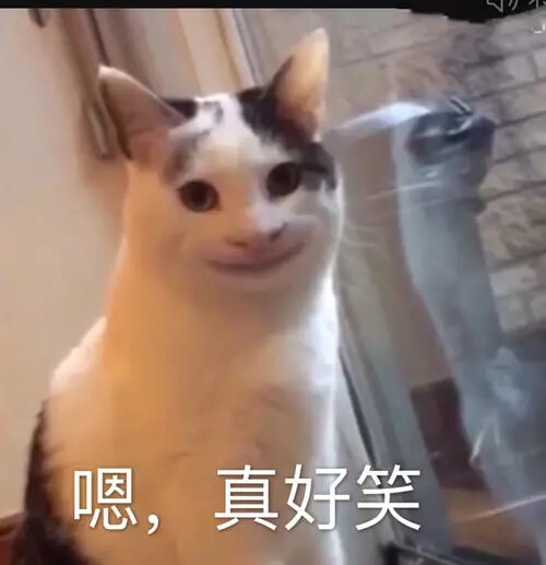 猫猫表情包