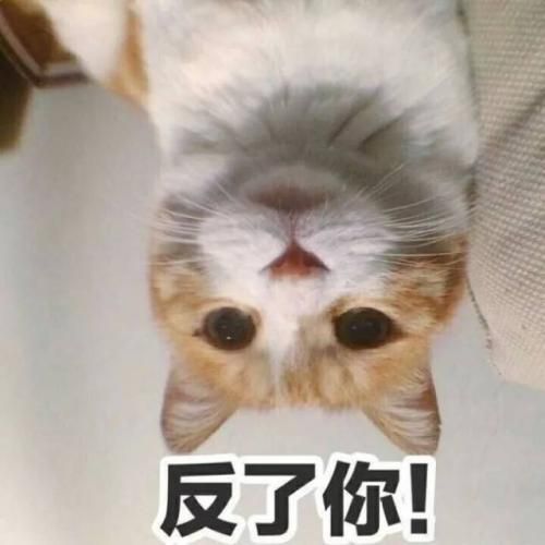 猫猫表情包