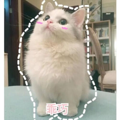 猫猫表情包