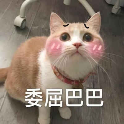 猫猫表情包